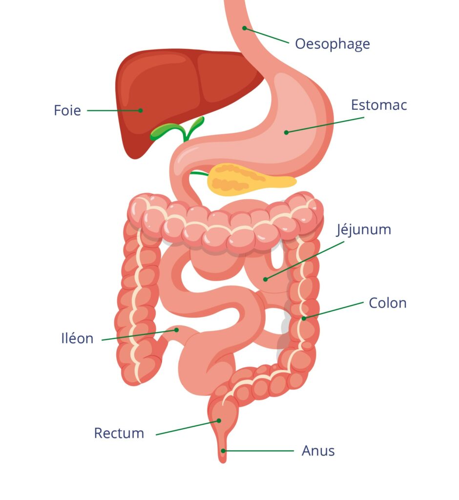Système digestif sans iléostomie